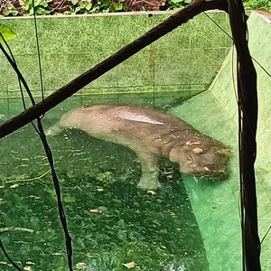 Adorable Animals Sleep Soundly to Beat the Heat at Saigon Zoo - image 7