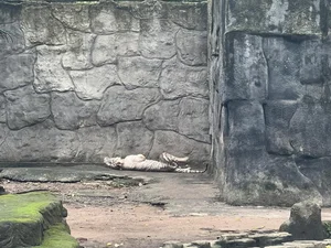 Adorable Animals Sleep Soundly to Beat the Heat at Saigon Zoo - image 2
