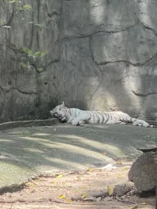 Adorable Animals Sleep Soundly to Beat the Heat at Saigon Zoo - image 4