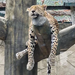 Adorable Animals Sleep Soundly to Beat the Heat at Saigon Zoo - image 5