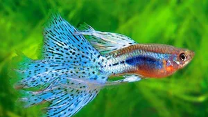 Bizarre Mating Rituals: Exploring the Most Unusual Behaviors in the Animal Kingdom - image 5