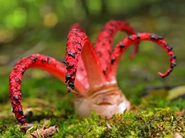 Witness the Devil's Fingers Mushroom Its surreal beauty bizarre shape and unforgettable corpse-like smell