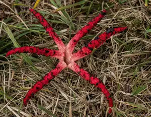 Witness the Devil's Fingers Mushroom Its surreal beauty bizarre shape and unforgettable corpse-like smell - image 6