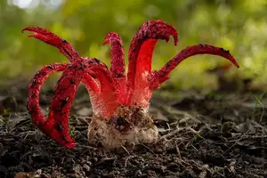 Witness the Devil's Fingers Mushroom Its surreal beauty bizarre shape and unforgettable corpse-like smell - image 4