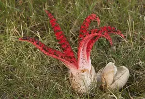 Witness the Devil's Fingers Mushroom Its surreal beauty bizarre shape and unforgettable corpse-like smell - image 3