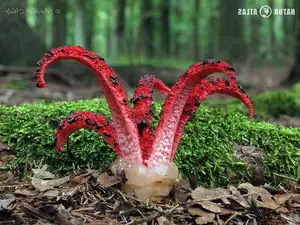 Witness the Devil's Fingers Mushroom Its surreal beauty bizarre shape and unforgettable corpse-like smell - image 1