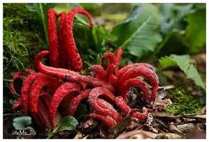 Witness the Devil's Fingers Mushroom Its surreal beauty bizarre shape and unforgettable corpse-like smell - image 2