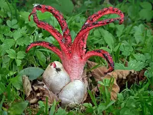 Witness the Devil's Fingers Mushroom Its surreal beauty bizarre shape and unforgettable corpse-like smell - image 5