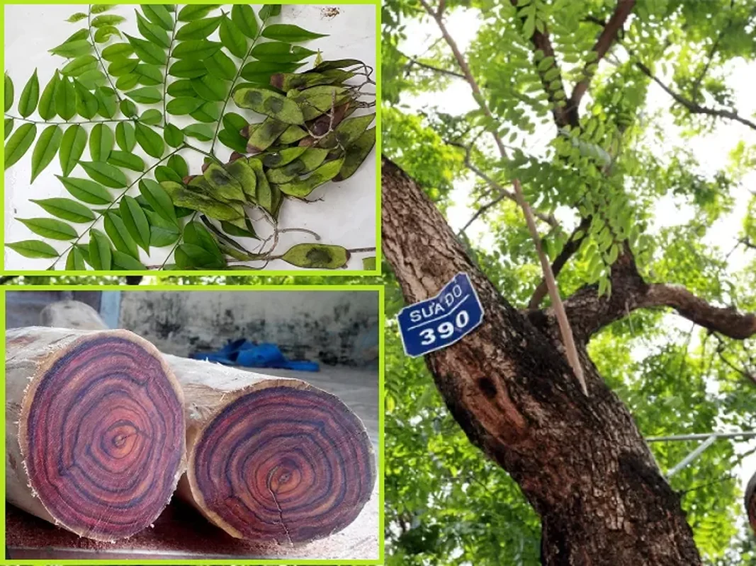 The 'Open-Air Gold': Rare Timber Species Found in Hanoi's Mountains