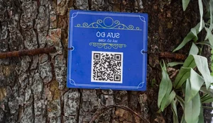 The 'Open-Air Gold': Rare Timber Species Found in Hanoi's Mountains - image 4