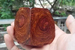 The 'Open-Air Gold': Rare Timber Species Found in Hanoi's Mountains - image 6