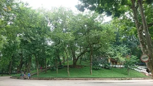 The 'Open-Air Gold': Rare Timber Species Found in Hanoi's Mountains - image 7