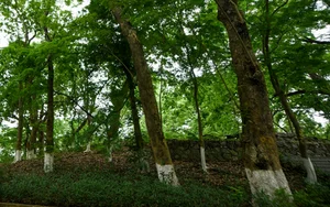 The 'Open-Air Gold': Rare Timber Species Found in Hanoi's Mountains - image 1