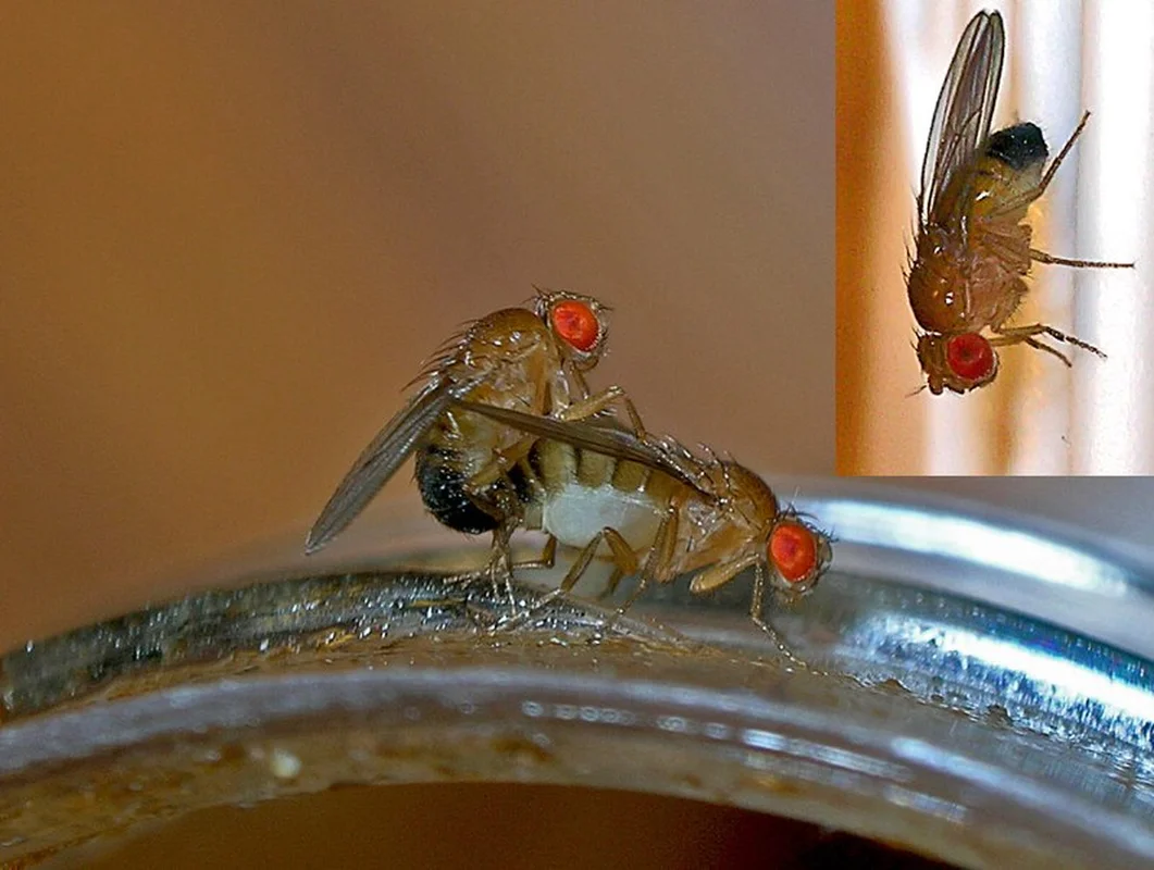 The Fastest Mating in the Animal Kingdom: One Second to Romance