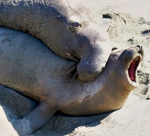 The Fastest Mating in the Animal Kingdom: One Second to Romance - image 4