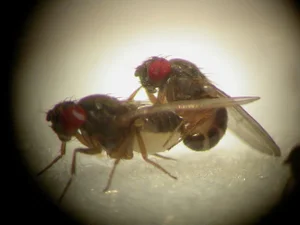 The Fastest Mating in the Animal Kingdom: One Second to Romance - image 3