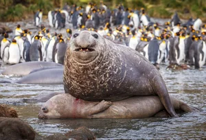 The Fastest Mating in the Animal Kingdom: One Second to Romance - image 5