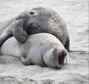 The Fastest Mating in the Animal Kingdom: One Second to Romance - image 2