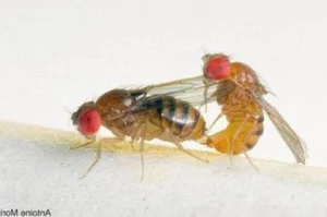 The Fastest Mating in the Animal Kingdom: One Second to Romance - image 6