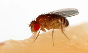 The Fastest Mating in the Animal Kingdom: One Second to Romance - image 1