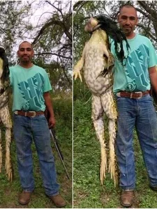Discover the Goliath Frog: The World's Largest Frog the Size of a Human Child - image 5