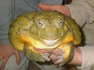 Discover the Goliath Frog: The World's Largest Frog the Size of a Human Child - image 1