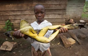 Discover the Goliath Frog: The World's Largest Frog the Size of a Human Child - image 0