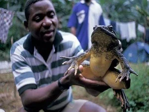 Discover the Goliath Frog: The World's Largest Frog the Size of a Human Child - image 3