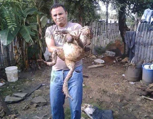 Discover the Goliath Frog: The World's Largest Frog the Size of a Human Child - image 2
