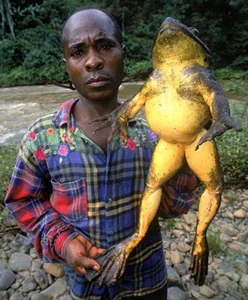 Discover the Goliath Frog: The World's Largest Frog the Size of a Human Child - image 4