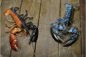 The Science Behind Rare and Unusual Lobster Colors Explained - image 6