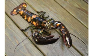 The Science Behind Rare and Unusual Lobster Colors Explained - image 5