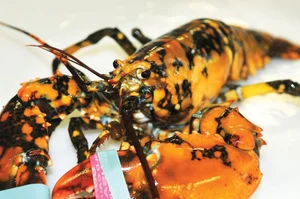 The Science Behind Rare and Unusual Lobster Colors Explained - image 0