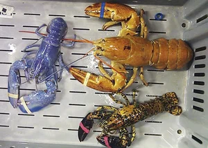 The Science Behind Rare and Unusual Lobster Colors Explained - image 10
