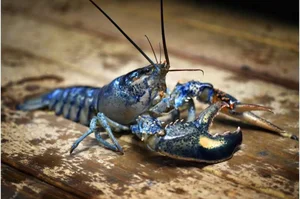 The Science Behind Rare and Unusual Lobster Colors Explained - image 7