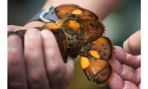The Science Behind Rare and Unusual Lobster Colors Explained - image 1