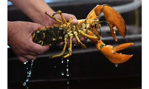 The Science Behind Rare and Unusual Lobster Colors Explained - image 9