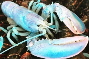 The Science Behind Rare and Unusual Lobster Colors Explained - image 3