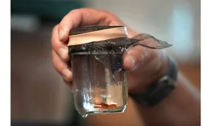 The Science Behind Rare and Unusual Lobster Colors Explained - image 12