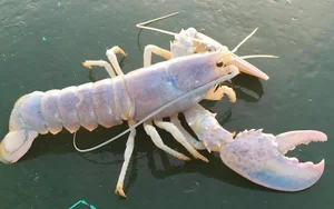 The Science Behind Rare and Unusual Lobster Colors Explained - image 11