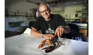 The Science Behind Rare and Unusual Lobster Colors Explained - image 4