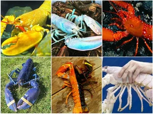 The Science Behind Rare and Unusual Lobster Colors Explained - image 13