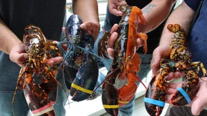 The Science Behind Rare and Unusual Lobster Colors Explained - image 2