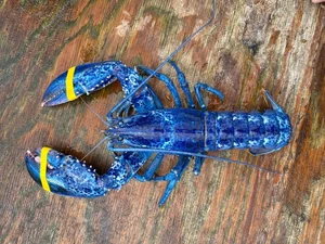 The Science Behind Rare and Unusual Lobster Colors Explained - image 8