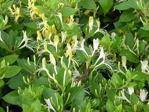 Choosing the Right Indoor Plants to Attract Positive Energy and Good Fortune - image 8