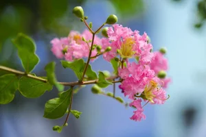 Choosing the Right Indoor Plants to Attract Positive Energy and Good Fortune - image 5