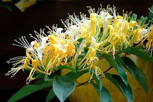 Choosing the Right Indoor Plants to Attract Positive Energy and Good Fortune - image 7