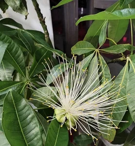 Choosing the Right Indoor Plants to Attract Positive Energy and Good Fortune - image 1