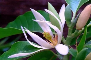 Choosing the Right Indoor Plants to Attract Positive Energy and Good Fortune - image 4