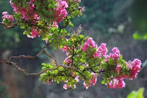 Choosing the Right Indoor Plants to Attract Positive Energy and Good Fortune - image 0